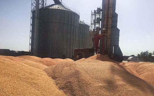 ۲۶ هزار تن گندم در منطقه ماکو خریداری شد