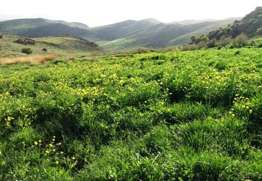 بهره برداران منابع طبیعی می توانند مراتع خود را بیمه کنند