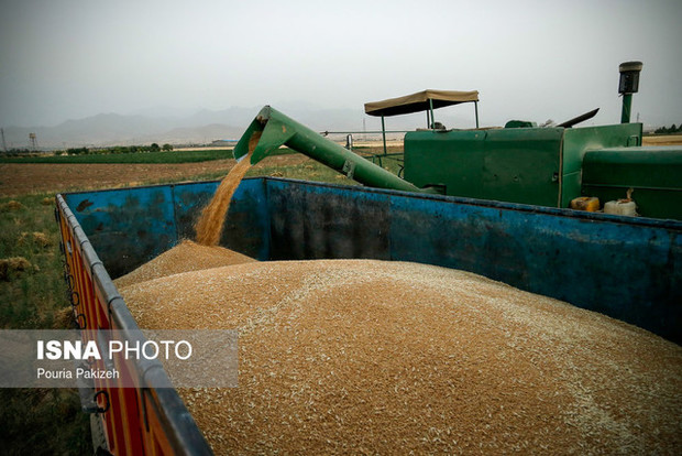 گندمکاران سمنانی امسال زودتر به پول‌شان رسیدند  خرید گندم در استان از مرز 61 هزار تن گذشت
