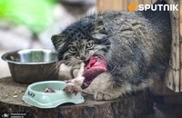 گربه مورد علاقه روس ها بچه دار شد (4)