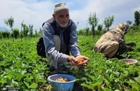 برداشت توت فرنگی در کشمیر ھند (8)
