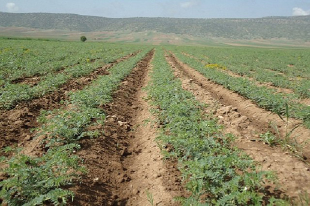 طرح کشت نخود با ارقام جدید در قزوین اجرا شد