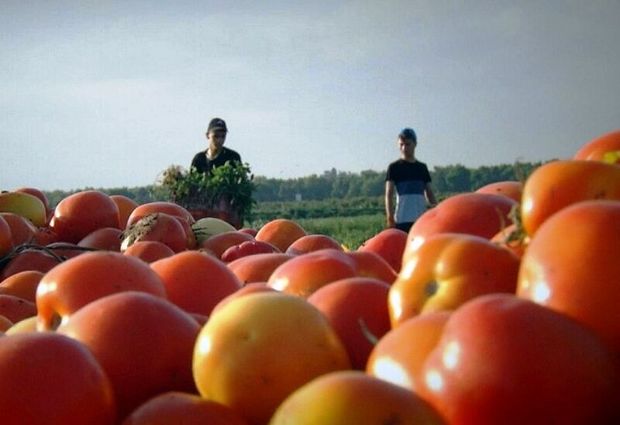 افزایش 95 درصدی کاشت گوجه فرنگی در فارس