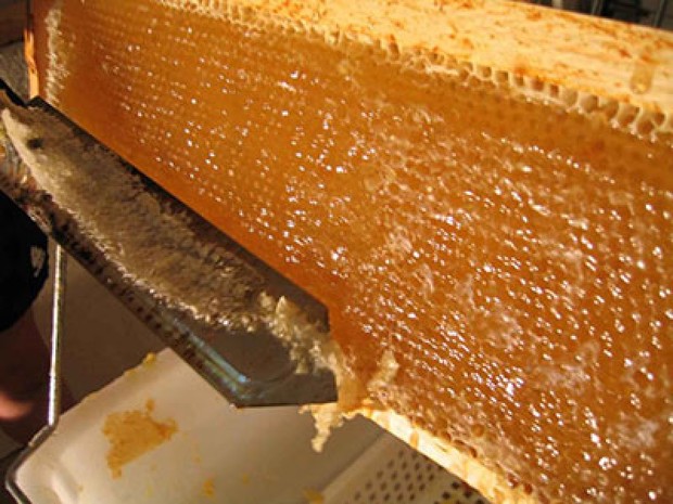 پیش بینی تولید 1000 تن عسل در کهگیلویه و بویراحمد
