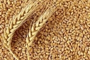 خرید بیش از 25 هزار تن گندم در رزن