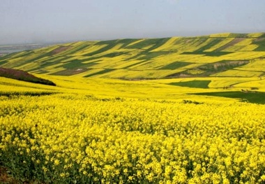 کشت کلزا در خوزستان تا سه سال آینده سه برابر می شود