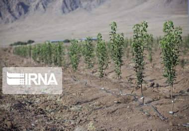 طرح ۶۰۰ هکتاری جنگل‌کاری در رودبار جنوب کرمان افتتاح شد