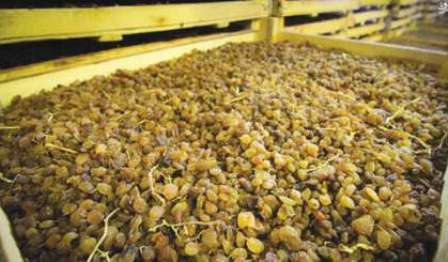 90 درصد یارانه کشمش کشاورزان استان مرکزی پرداخت شد