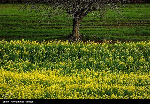 برداشت کلزا از مزارع جنوب کرمان آغاز شد