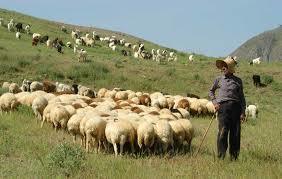 چرای دام در مراتع آذربایجان غربی ممنوع شد