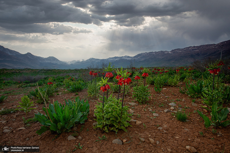 دشت لاله های واژگون کوهرنگ