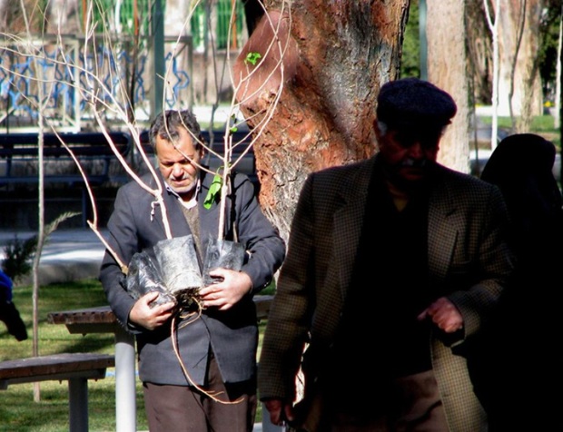 جهاد کشاورزی زنجان با توزیع کنندگان نهال های غیرمجاز برخورد می کند