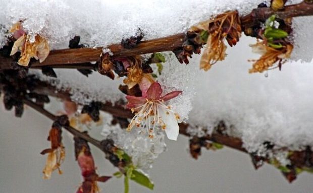 سرمای دیررس بهاره و دغدغه سرمازدگی محصولات کشاورزی