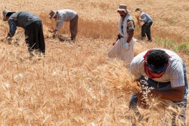 مطالبات گندمکاران غرب خراسان رضوی پرداخت شد