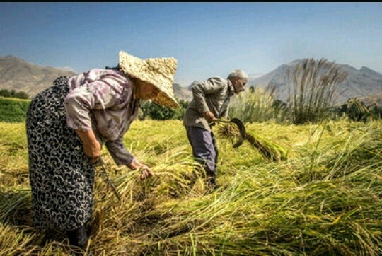 برگزاری نشست بررسی طرحهای اشتغال روستایی و فراگیر در البرز