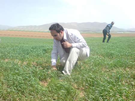 70  مهندس گیاه پزشکی در کلینیک های سموم کشاورزی کردستان مشغول بکارند