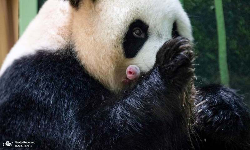 منتخب تصاویر امروز جهان- 12 مرداد 1400