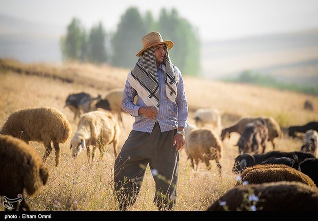 سبک دامداری در خراسان رضوی از معیشتی به اقتصادی تغییر کند‌