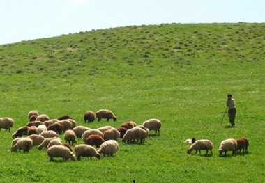 پروانه تمدید چرا در آذربایجان غربی الکترونیکی شد