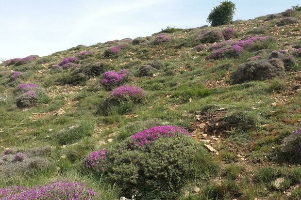 طرح پایش مراتع سمنان با اعزام اکیپ‌های نظارتی انجام شد