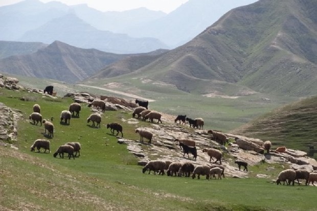 همسفر با عشایر قشلاقی در گچساران