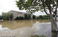 سیل کارولینا