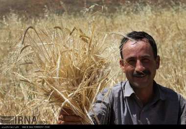 جشن شکرگزاری برداشت گندم در خرم آباد برگزار شد