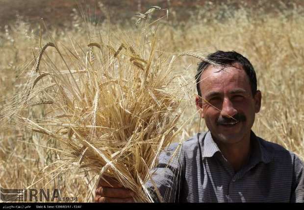 جشن شکرگزاری برداشت گندم در خرم آباد برگزار شد