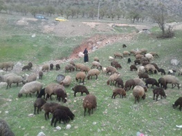 بهار لرستان زیر بار کوچ زود هنگام