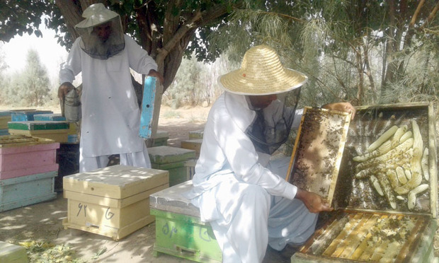 سالانه هشت تن عسل در خاش تولید می شود