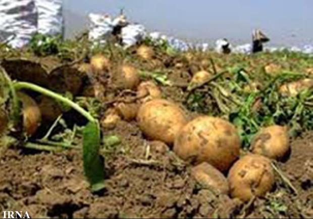 کشاورزان گلستان 6200هکتار سیب زمینی کشت کردند