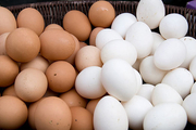 نیاز به واردات تخم مرغ نیست/ اختلال در صنعت مرغداری رفع شد