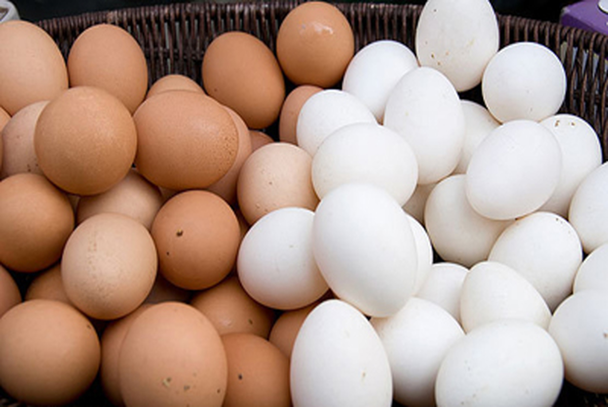تخم مرغ ارزان تر می شود