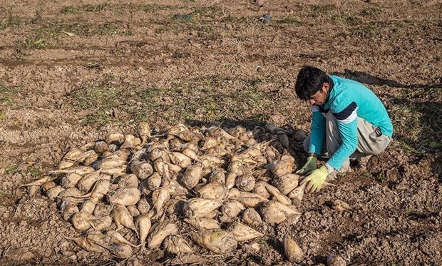 ۵۲ درصد از مطالبات چغندرکاران آذربایجان غربی پرداخت شد