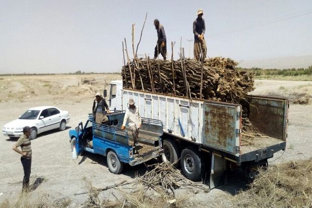۱۲.۵ تن چوب قاچاق در سمنان کشف شد