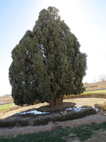 سرو ابرکوه درختی که پس از 4500 سال همچنان سرسبز و خرم است