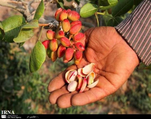 محصول پسته در سیرجان کاهش 90 درصدی دارد