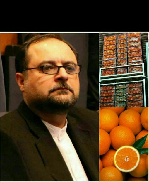 آغاز ارسال محموله‌های پرتقال طرح تنظیم بازار میوه به استان‌های مختلف کشور