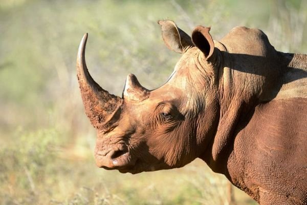 تولید شاخ کرگدن با فناوری چاپ سه بعدی