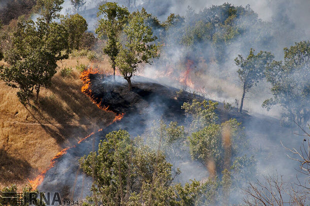 ۱۵ درصد آتش‌سوزی جنگل‌های کشور عمدی است