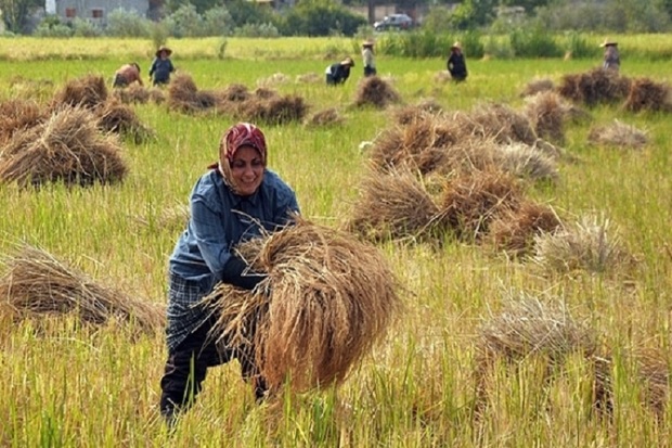 برنج 30 درصد شالیزارهای آستارا برداشت شد