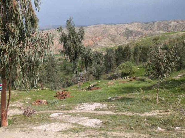 طرح جنگلانه در شهرستان اندیکا اجرا شد