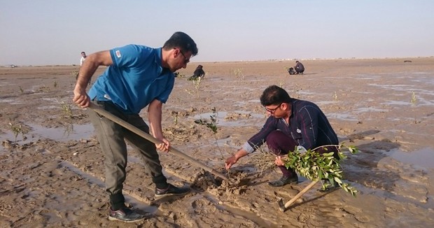 غرس 11هزار اصله نهال حرا در ساحل دیلم بوشهر آغاز شد