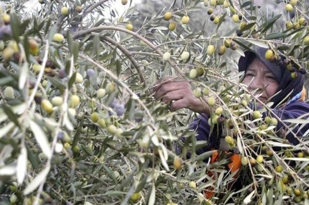 برداشت زیتون از باغات شهرستان سرپل‌ذهاب آغاز شد