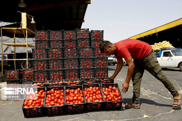 عدم استقبال کشاورزان کردستانی از خرید توافقی محصول گوجه فرنگی