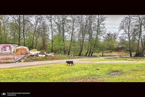 دریاچه آویدر نوشهر