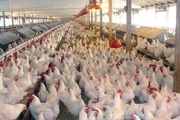 ایجاد برق اضطراری برای مرغداری های خراسان شمالی ضروری است