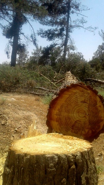 اعلام جرم شهرداری علیه قطع درختان پارک جنگلی تربت جام