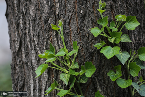 شکوفه های بهاری تهران