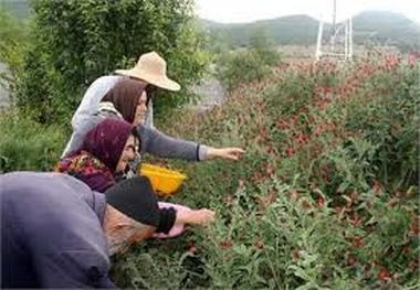 گرمی به عنوان شهر گیاهان دارویی معرفی شود